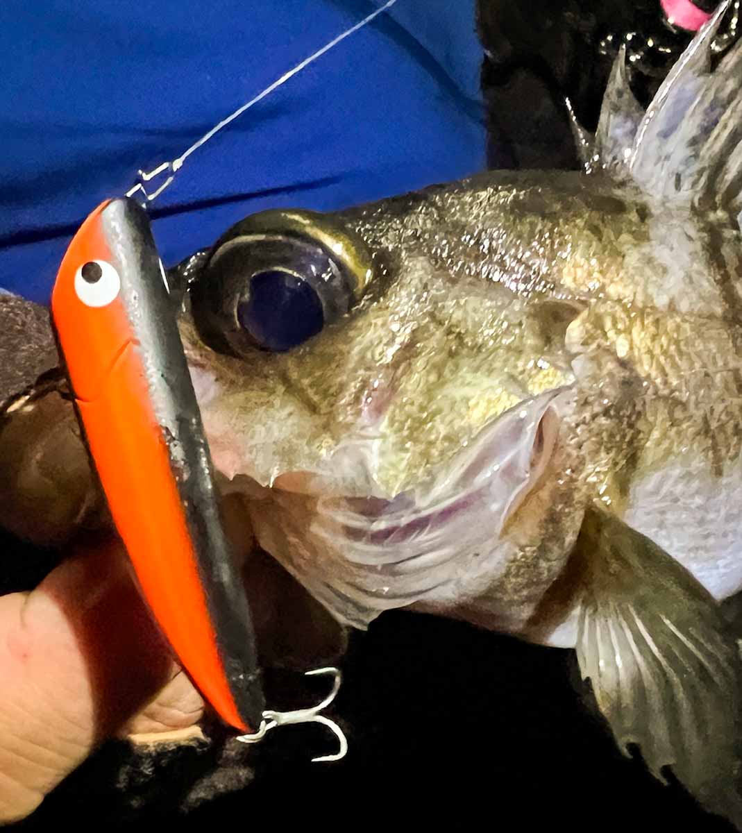 SHORESリップルGP(F)極上