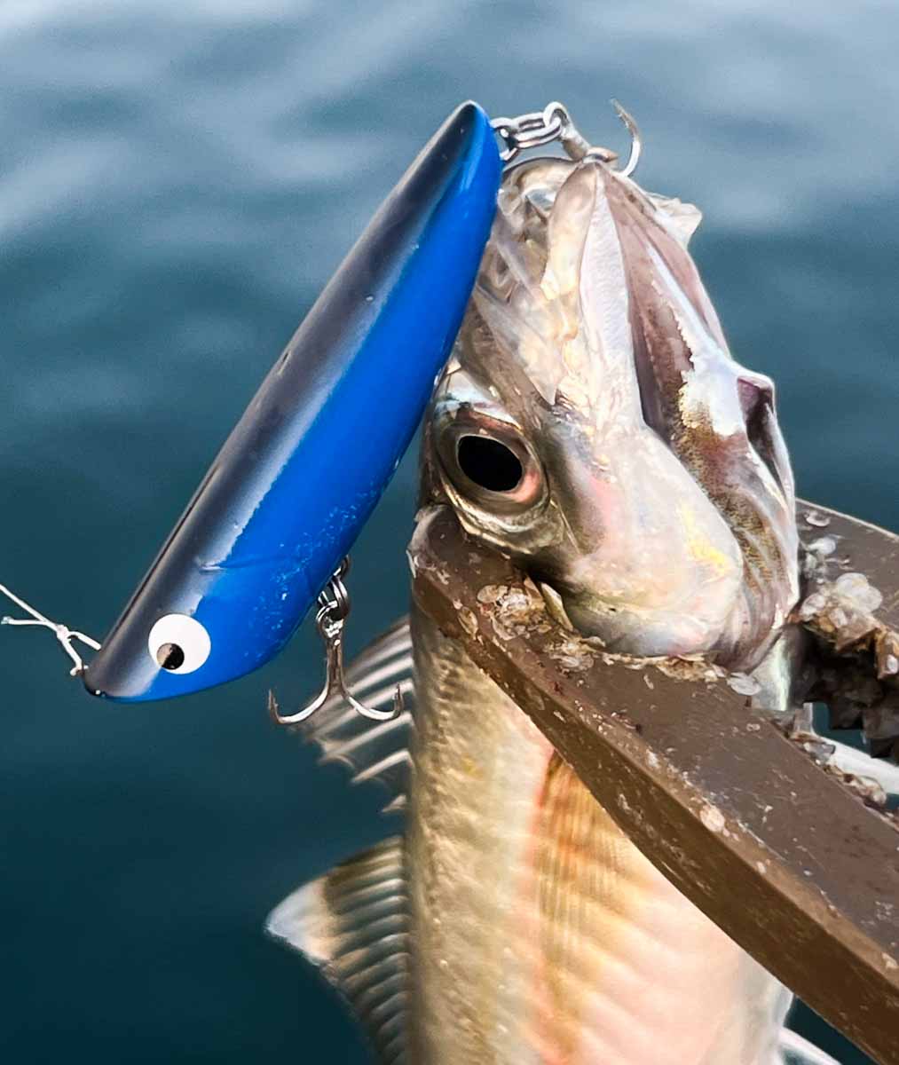 SHORESリップルGP(F)極上