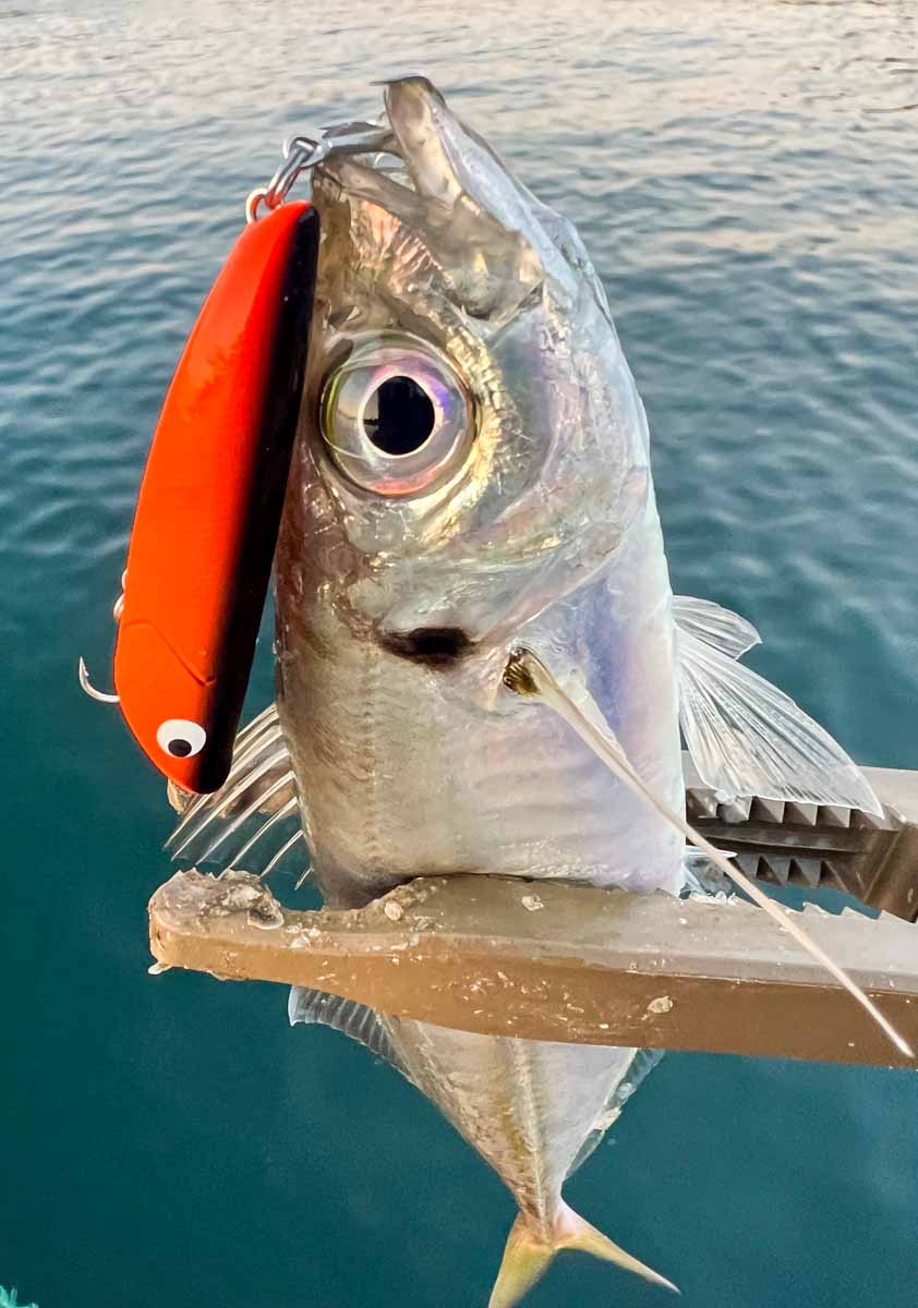 SHORESリップルGP(F)極上