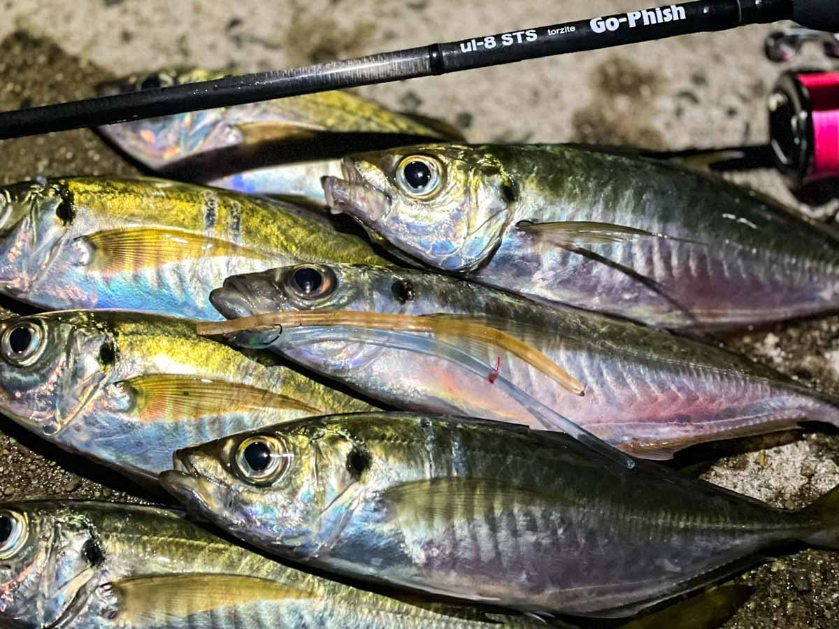 ロンロン6インチ