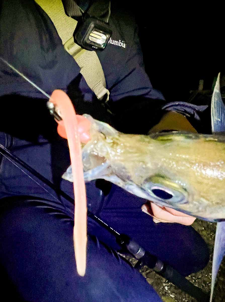 ロンロン6インチ