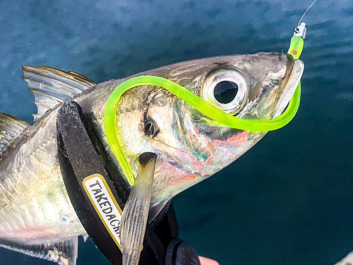 ロンロン6インチ