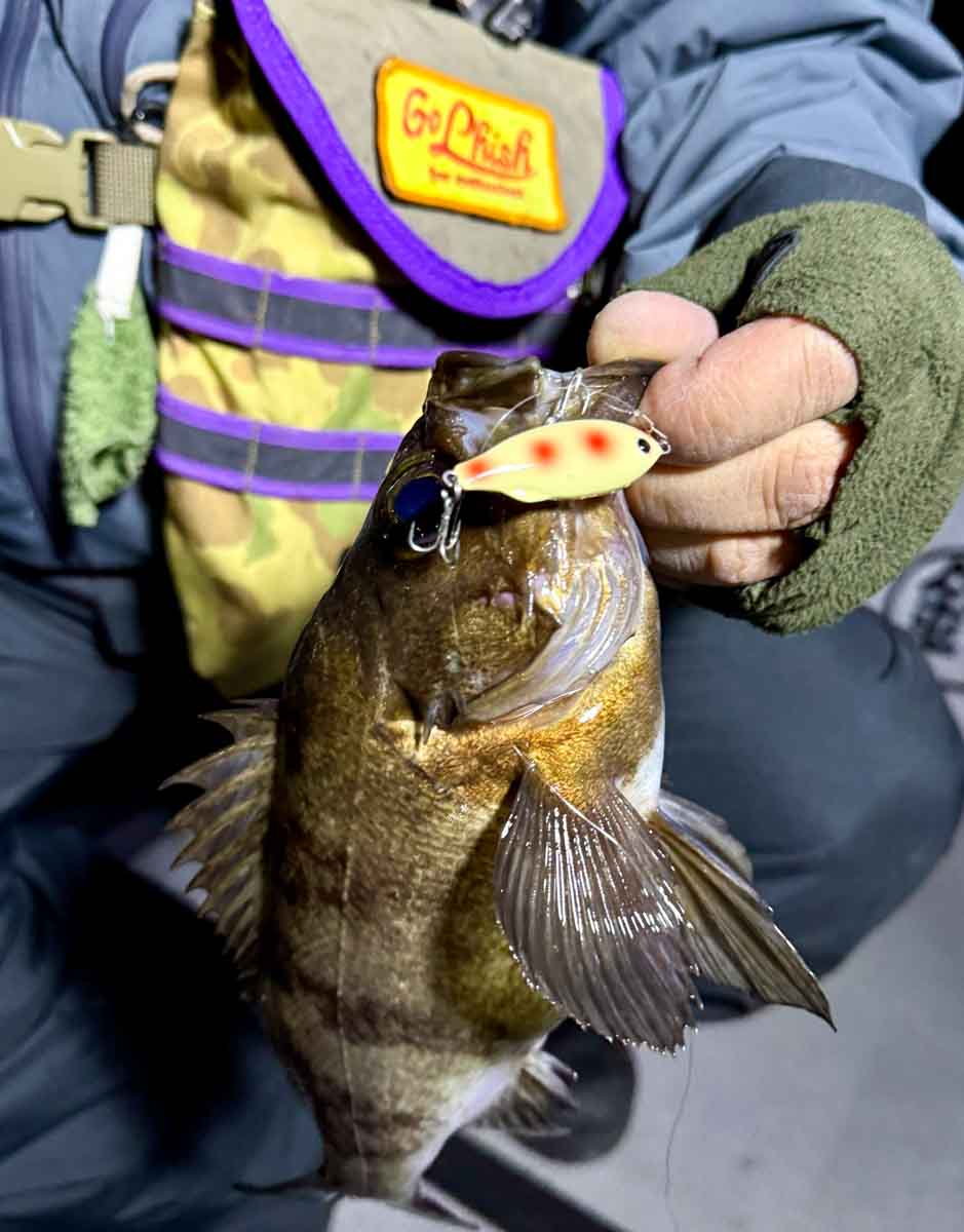 プルシャッド41GP ウエイトプラス