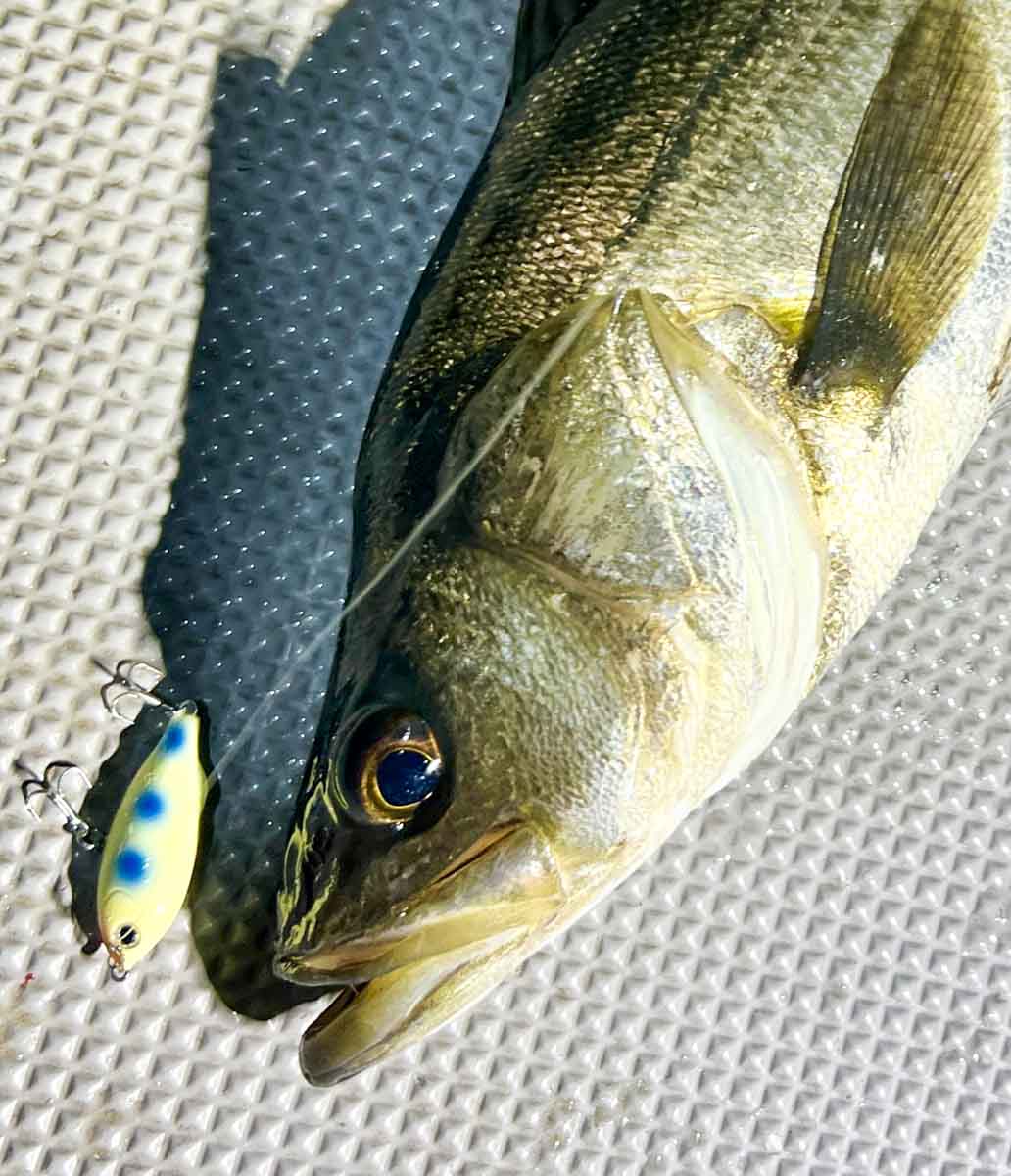 プルシャッド41GP ウエイトプラス