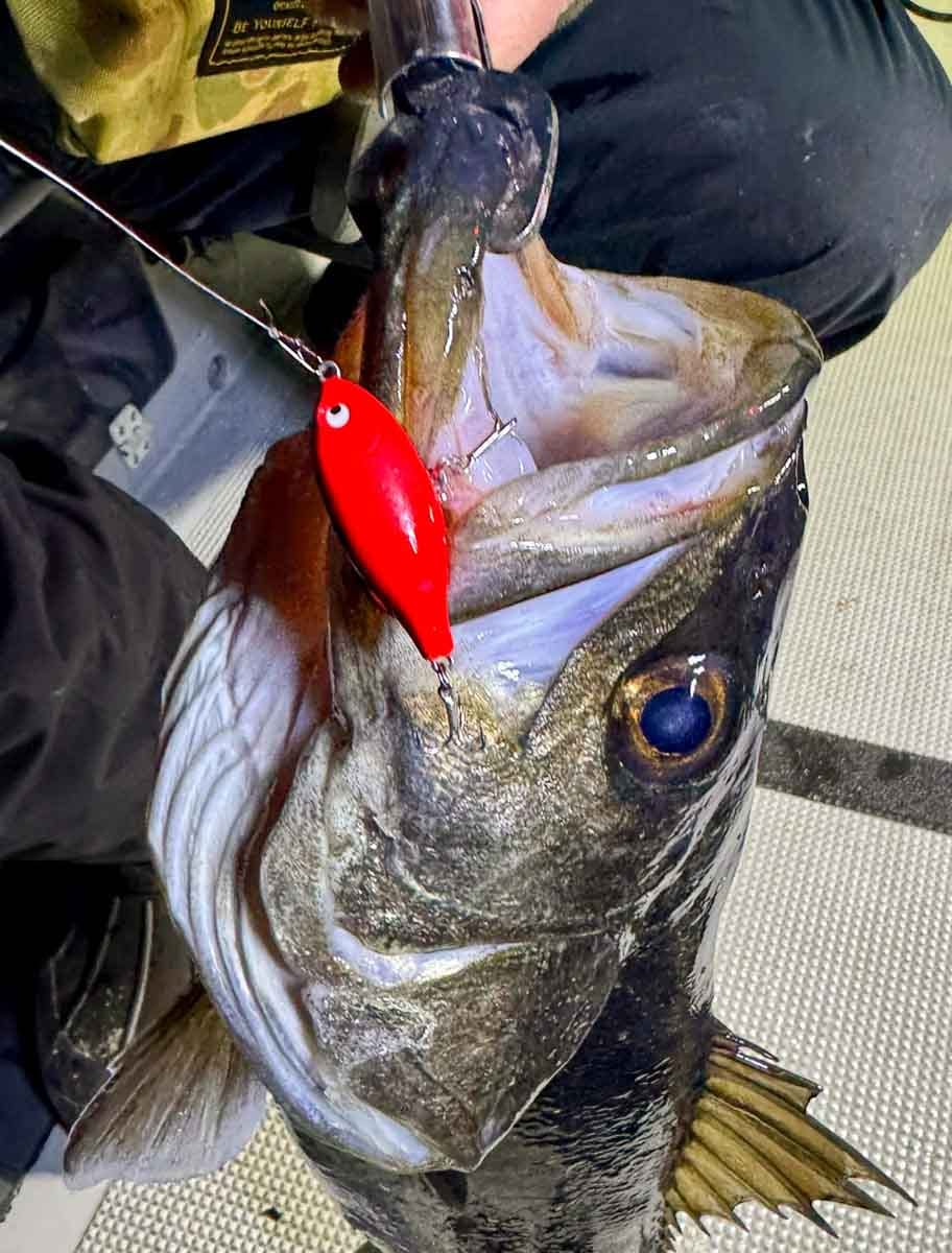 プルシャッド41GP ウエイトプラス極上