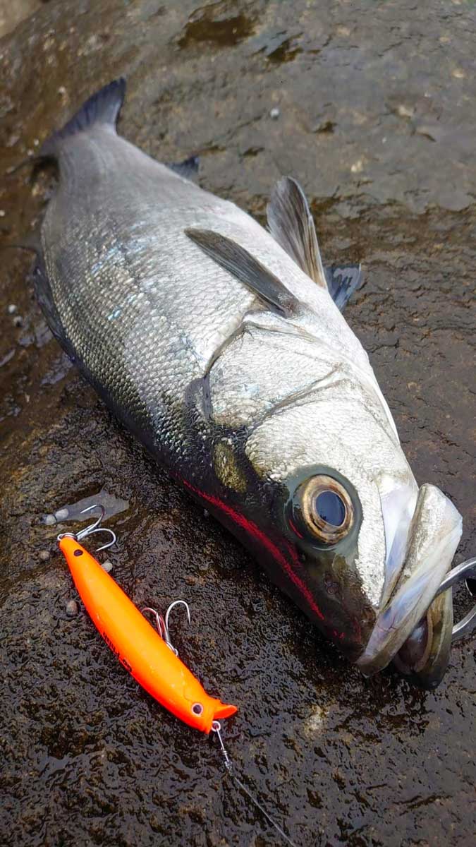 2lure0021-CFS105GP