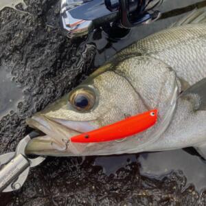 希少 Go-Phish 超初期11B ヒラスズキ 希少 Go-Phish 超初期11B